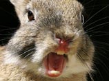 "   ", -       The Times.   ,       ,         