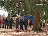Возраст новогодней красавицы составляет около 120 лет, высота - более 30 метров, диаметр в месте спила - 70 сантиметров, вес - около семи тонн