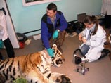 После проведения исследования ветеринары взяли у зверя ряд анализов, которые позже направили в лаборатории Благовещенска, Владивостока и Москвы
