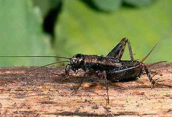 Nemobius Sylvestris,    hlasek.com