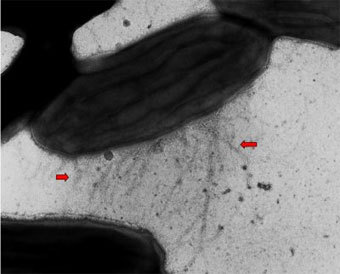 Geobacter,    geobacter.org