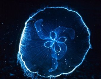 Aurelia aurita,    cordula.ws