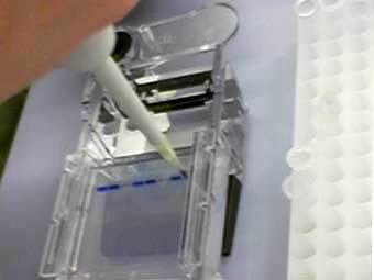 Генетический тест. Фото с сайта http://biochemie.gymnasium-wolnzach.de