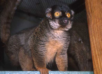  .    www.primatecenter.duke.edu