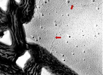 Geobacter  "",    geobacter.org