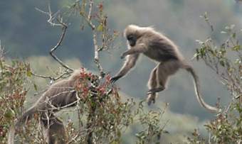 Rungwecebus kipunji,   , wcs.org