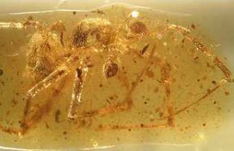 Mesozygiella dunlopi  ,    BBC