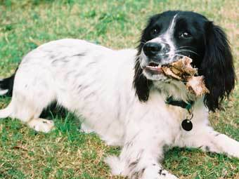 ���������� ����� ��������. ���� � ����� wikipedia.org.