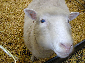 �������� ������ ����������� ����