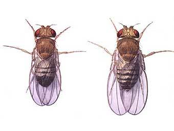  ()   () Drosophila melanogaster.   Superborsuk   wikipedia.org