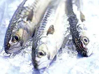    omega-3-fish-benefits.com