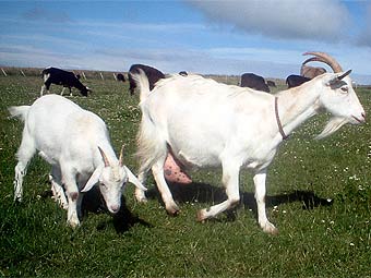   thegamriegoat.co.uk
