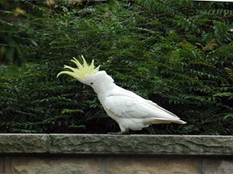 .    tropicalbirds.com