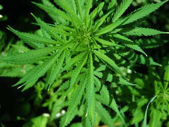   Cannabis sp.    iastate.edu